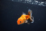 Baby Thai Oranda  Tricolor 3 Inch (ID#1126ToPTA-20) Free2Day SHIPPING