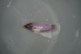 Dumbo Multicolor   Halfmoon Female Betta (ID#801-F312) Free2Day SHIPPING