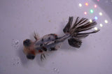 Butterfly  Calico 4 Inch (ID#325B8b-36) Free2Day SHIPPING