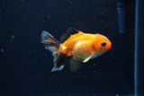 Baby Thai Oranda  Tricolor 3 Inch (ID#1126ToPTA-20) Free2Day SHIPPING