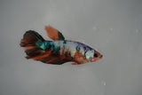 Nemo Koi Galaxy  Halfmoon Female Betta (ID#801-F313) Free2Day SHIPPING