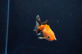 Baby Thai Oranda  Tricolor 3 Inch (ID#1126ToPTA-20) Free2Day SHIPPING