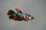 Nemo Koi Galaxy  Halfmoon Female Betta (ID#801-F313) Free2Day SHIPPING