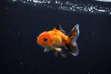 Baby Thai Oranda  Tricolor 3 Inch (ID#1126ToPTA-20) Free2Day SHIPPING