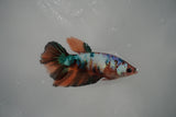 Nemo Koi Galaxy  Halfmoon Female Betta (ID#801-F313) Free2Day SHIPPING