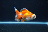 Butterfly  Red White 3.5 Inch (ID#321B8b-41) Free2Day SHIPPING