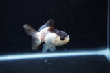 Baby Thai Oranda  Panda 2.5 Inch (ID#1126ToPTA-21) Free2Day SHIPPING