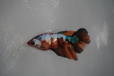 Nemo Koi Galaxy  Halfmoon Female Betta (ID#801-F313) Free2Day SHIPPING