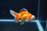 Butterfly  Red White 3.5 Inch (ID#321B8b-41) Free2Day SHIPPING