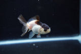 Baby Thai Oranda  Panda 2.5 Inch (ID#1126ToPTA-21) Free2Day SHIPPING