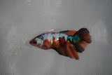 Nemo Koi Galaxy  Halfmoon Female Betta (ID#801-F313) Free2Day SHIPPING