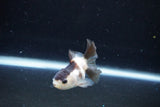 Baby Thai Oranda  Panda 2.5 Inch (ID#1126ToPTA-21) Free2Day SHIPPING