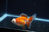 Butterfly  Red White 3.5 Inch (ID#321B8b-41) Free2Day SHIPPING
