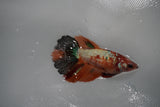 Nemo Koi Galaxy  Halfmoon Female Betta (ID#801-F314) Free2Day SHIPPING