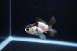 Baby Thai Oranda  Panda 2.5 Inch (ID#1126ToPTA-21) Free2Day SHIPPING