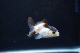 Baby Thai Oranda  Panda 2.5 Inch (ID#1126ToPTA-21) Free2Day SHIPPING