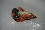 Nemo Koi Galaxy  Halfmoon Female Betta (ID#801-F314) Free2Day SHIPPING