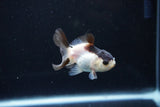 Baby Thai Oranda  Panda 2.5 Inch (ID#1126ToPTA-21) Free2Day SHIPPING