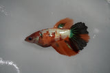 Nemo Koi Galaxy  Halfmoon Female Betta (ID#801-F314) Free2Day SHIPPING