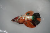 Nemo Koi Galaxy  Halfmoon Female Betta (ID#801-F314) Free2Day SHIPPING