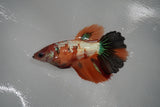 Nemo Koi Galaxy  Halfmoon Female Betta (ID#801-F314) Free2Day SHIPPING