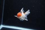 Baby Thai Oranda  Tricolor 3 Inch (ID#1126ToPTA-22) Free2Day SHIPPING