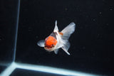 Baby Thai Oranda  Tricolor 3 Inch (ID#1126ToPTA-22) Free2Day SHIPPING