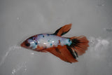 Candy Koi Galaxy  Halfmoon Female Betta (ID#801-F315) Free2Day SHIPPING