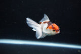 Baby Thai Oranda  Tricolor 3 Inch (ID#1126ToPTA-22) Free2Day SHIPPING