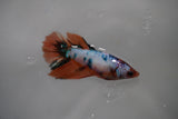 Candy Koi Galaxy  Halfmoon Female Betta (ID#801-F315) Free2Day SHIPPING