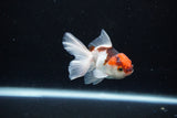 Baby Thai Oranda  Tricolor 3 Inch (ID#1126ToPTA-22) Free2Day SHIPPING