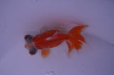 Butterfly  Red White 3.5 Inch (ID#321B8b-41) Free2Day SHIPPING