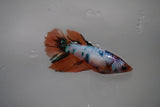 Candy Koi Galaxy  Halfmoon Female Betta (ID#801-F315) Free2Day SHIPPING