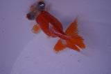 Butterfly  Red White 3.5 Inch (ID#321B8b-41) Free2Day SHIPPING