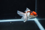 Baby Thai Oranda  Tricolor 3 Inch (ID#1126ToPTA-22) Free2Day SHIPPING