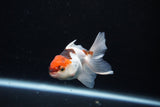 Baby Thai Oranda  Tricolor 3 Inch (ID#1126ToPTA-22) Free2Day SHIPPING