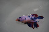 Candy Koi Galaxy  Halfmoon Female Betta (ID#801-F316) Free2Day SHIPPING