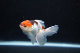 Baby Thai Oranda  Tricolor 3 Inch (ID#1126ToPTA-22) Free2Day SHIPPING