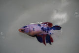 Candy Koi Galaxy  Halfmoon Female Betta (ID#801-F316) Free2Day SHIPPING