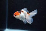 Baby Thai Oranda  Tricolor 3 Inch (ID#1126ToPTA-22) Free2Day SHIPPING