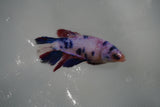 Candy Koi Galaxy  Halfmoon Female Betta (ID#801-F316) Free2Day SHIPPING