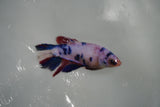 Candy Koi Galaxy  Halfmoon Female Betta (ID#801-F316) Free2Day SHIPPING