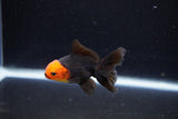 Baby Thai Oranda  Red Black 3 Inch (ID#1126ToPTA-23) Free2Day SHIPPING