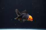 Baby Thai Oranda  Red Black 3 Inch (ID#1126ToPTA-23) Free2Day SHIPPING