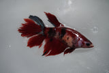 Koi Galaxy  Halfmoon Female Betta (ID#801-F317) Free2Day SHIPPING