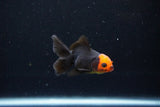 Baby Thai Oranda  Red Black 3 Inch (ID#1126ToPTA-23) Free2Day SHIPPING