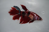 Koi Galaxy  Halfmoon Female Betta (ID#801-F317) Free2Day SHIPPING