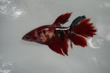 Koi Galaxy  Halfmoon Female Betta (ID#801-F317) Free2Day SHIPPING