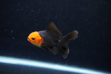 Baby Thai Oranda  Red Black 3 Inch (ID#1126ToPTA-23) Free2Day SHIPPING