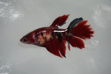 Koi Galaxy  Halfmoon Female Betta (ID#801-F317) Free2Day SHIPPING